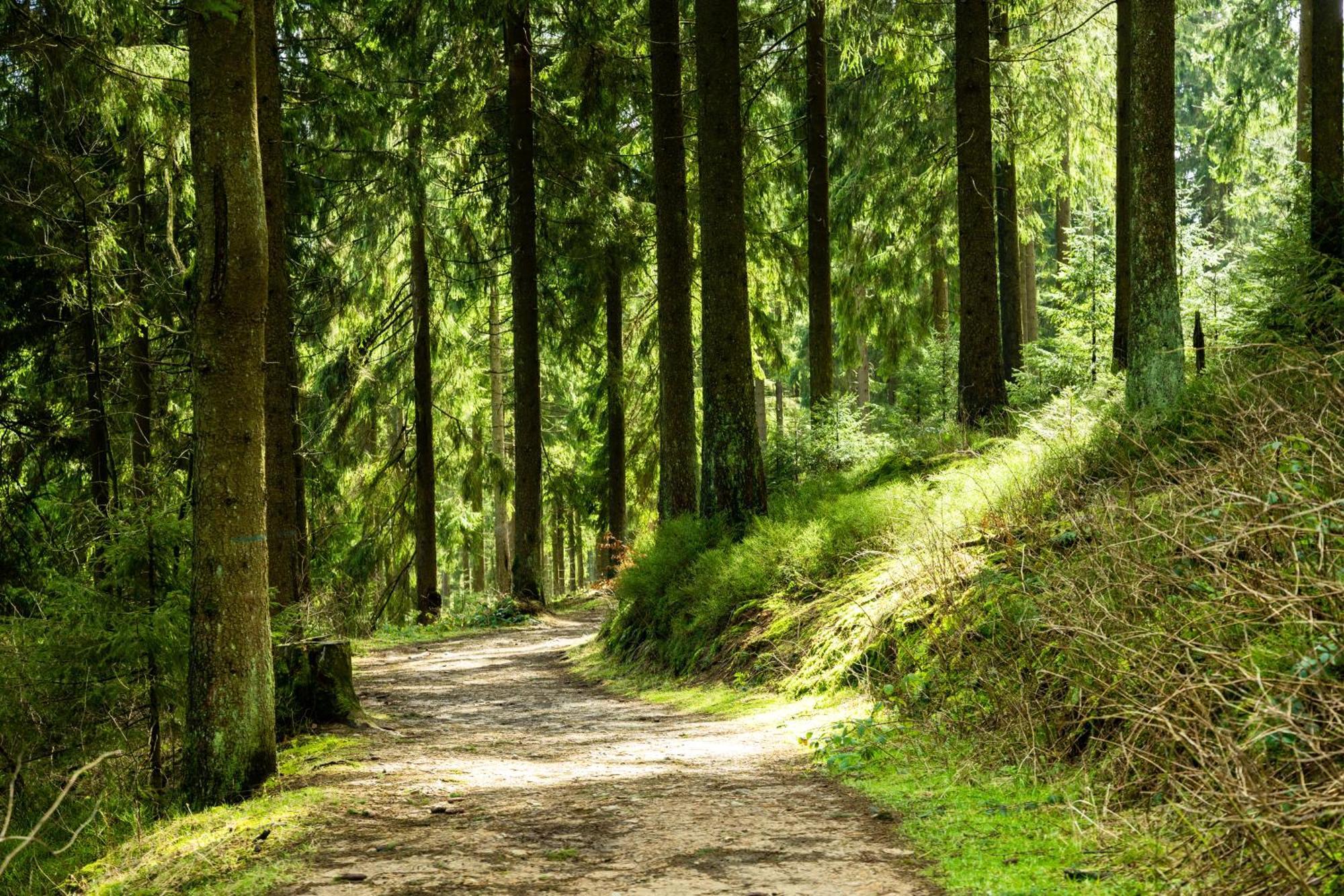 Modern & Vintage Bocksbergblick Ferienpark Hahnenklee جوسلار المظهر الخارجي الصورة
